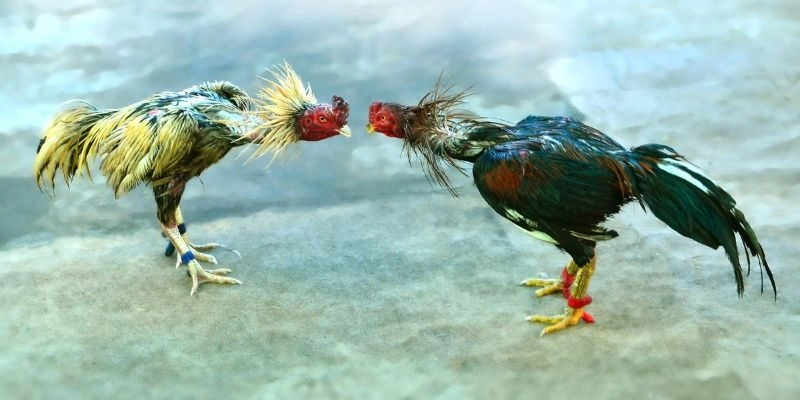 Điểm đặc biệt giúp WS168 GOCKfighting chinh phục hội viên gia nhập